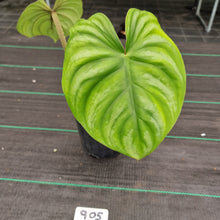 Load image into Gallery viewer, #905 Philodendron Plowmanii - Round Form