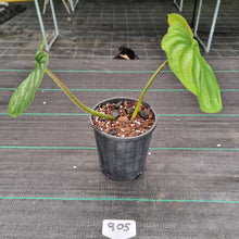 Load image into Gallery viewer, #905 Philodendron Plowmanii - Round Form