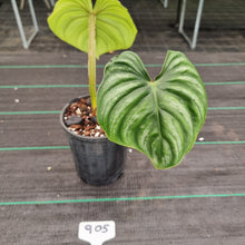 Load image into Gallery viewer, #905 Philodendron Plowmanii - Round Form