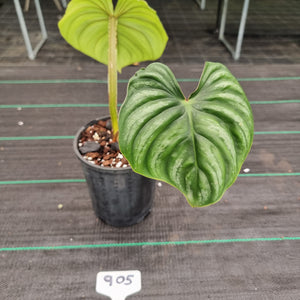 #905 Philodendron Plowmanii - Round Form