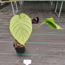 Load image into Gallery viewer, #Y Philodendron Tenue x Plowmanii - Rooted Tip Cutting
