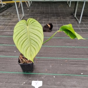 #Y Philodendron Tenue x Plowmanii - Rooted Tip Cutting