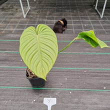 Load image into Gallery viewer, #Y Philodendron Tenue x Plowmanii - Rooted Tip Cutting