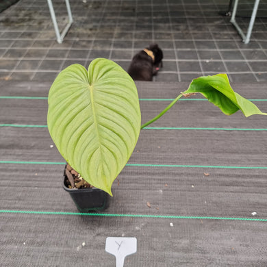 #Y Philodendron Tenue x Plowmanii - Rooted Tip Cutting