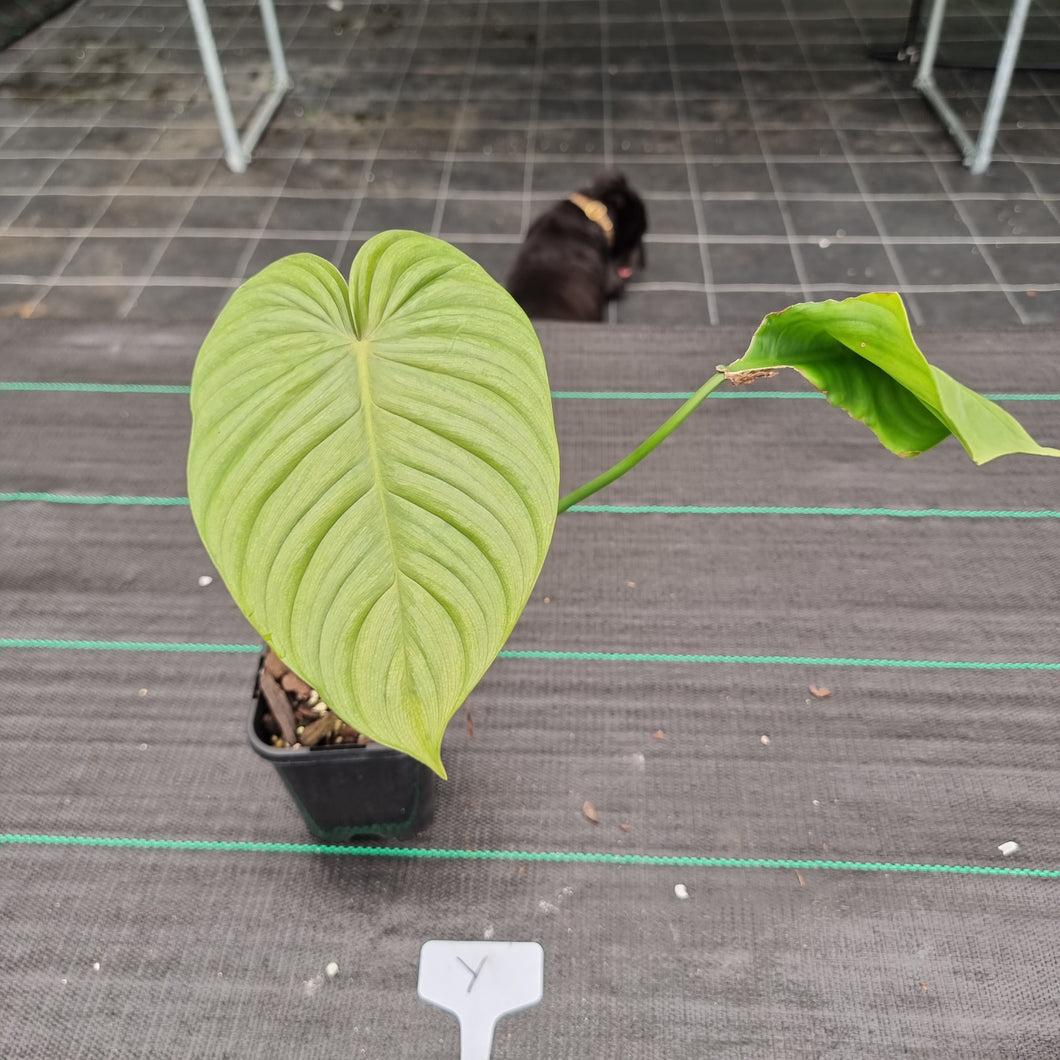 #Y Philodendron Tenue x Plowmanii - Rooted Tip Cutting