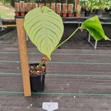 Load image into Gallery viewer, #Y Philodendron Tenue x Plowmanii - Rooted Tip Cutting