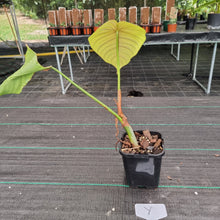 Load image into Gallery viewer, #Y Philodendron Tenue x Plowmanii - Rooted Tip Cutting