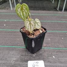 Load image into Gallery viewer, #62 Philodendron Brandtianum