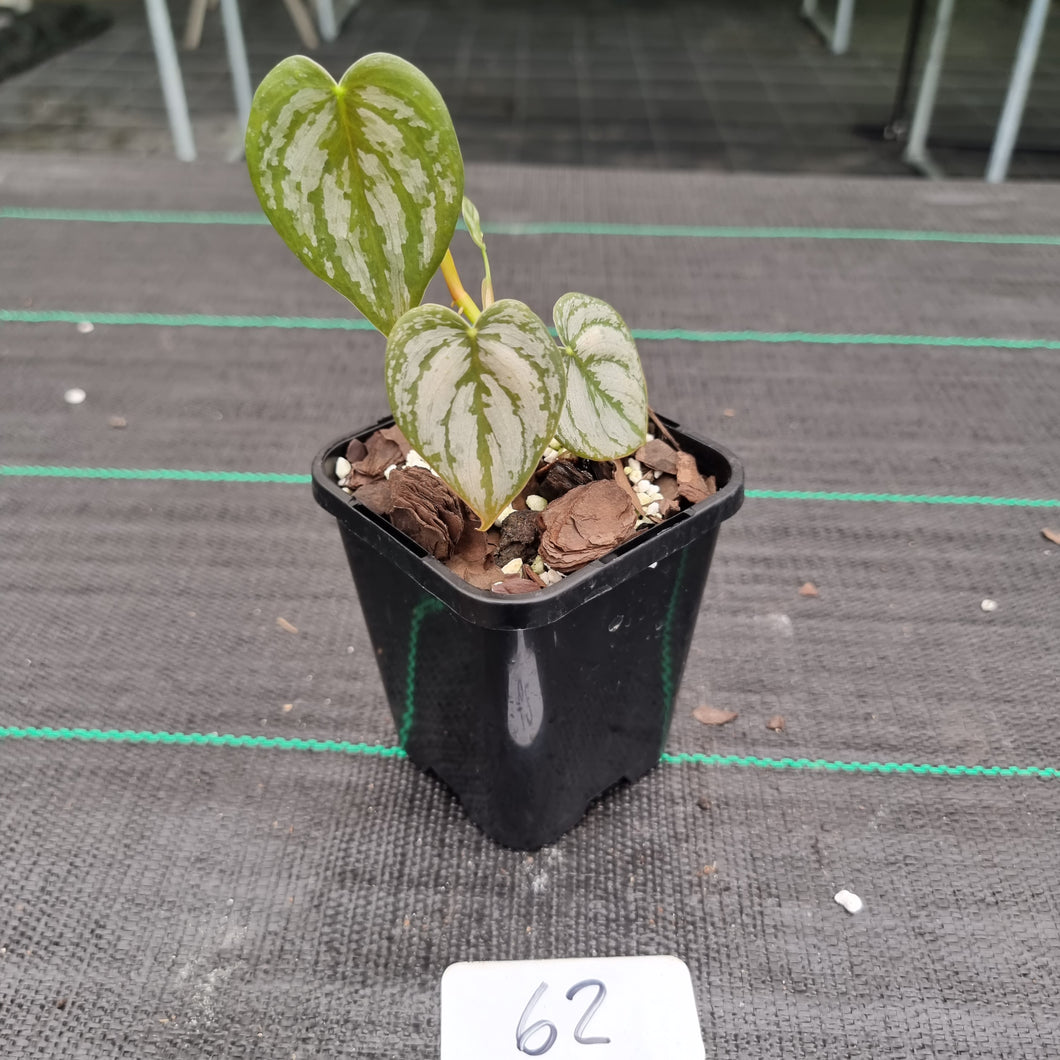 #62 Philodendron Brandtianum