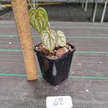 Load image into Gallery viewer, #62 Philodendron Brandtianum
