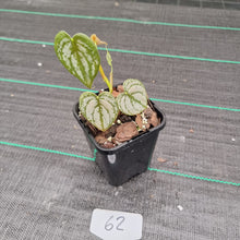 Load image into Gallery viewer, #62 Philodendron Brandtianum
