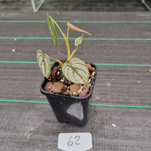 #62 Philodendron Brandtianum