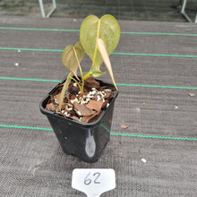 Load image into Gallery viewer, #62 Philodendron Brandtianum