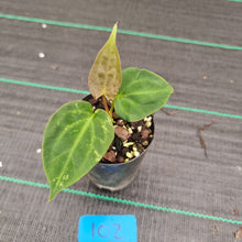 Load image into Gallery viewer, #102 Anthurium Papillilaminum Hybrid x Dark NOID - (Complex hybrid)