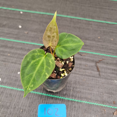 #102 Anthurium Papillilaminum Hybrid x Dark NOID - (Complex hybrid)