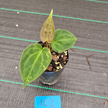 Load image into Gallery viewer, #102 Anthurium Papillilaminum Hybrid x Dark NOID - (Complex hybrid)