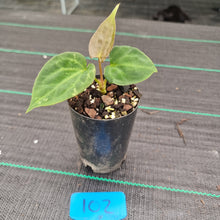 Load image into Gallery viewer, #102 Anthurium Papillilaminum Hybrid x Dark NOID - (Complex hybrid)