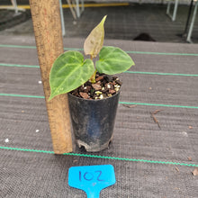 Load image into Gallery viewer, #102 Anthurium Papillilaminum Hybrid x Dark NOID - (Complex hybrid)