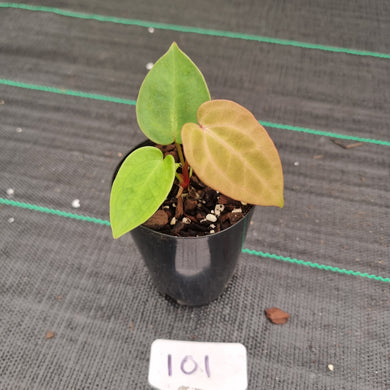 #101 Anthurium Complex Hybrid similar to Pap x Lux x Crys