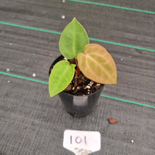 Load image into Gallery viewer, #101 Anthurium Complex Hybrid similar to Pap x Lux x Crys