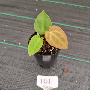 #101 Anthurium Complex Hybrid similar to Pap x Lux x Crys