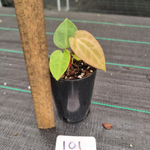 Load image into Gallery viewer, #101 Anthurium Complex Hybrid similar to Pap x Lux x Crys