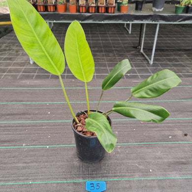 #35 Philodendron Renauxii