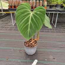 Load image into Gallery viewer, #31 Philodendron Gloriosum