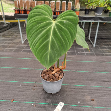 #31 Philodendron Gloriosum