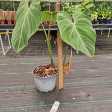 Load image into Gallery viewer, #31 Philodendron Gloriosum