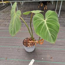 Load image into Gallery viewer, #31 Philodendron Gloriosum