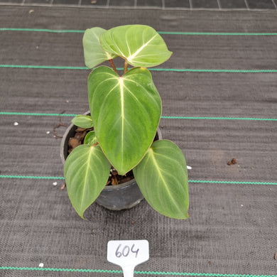 #604 Philodendron Gloriosum
