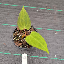 Load image into Gallery viewer, #48 A. Black Sensation x (most likely Luxurians x Crystallinum)