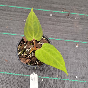 #48 A. Black Sensation x (most likely Luxurians x Crystallinum)