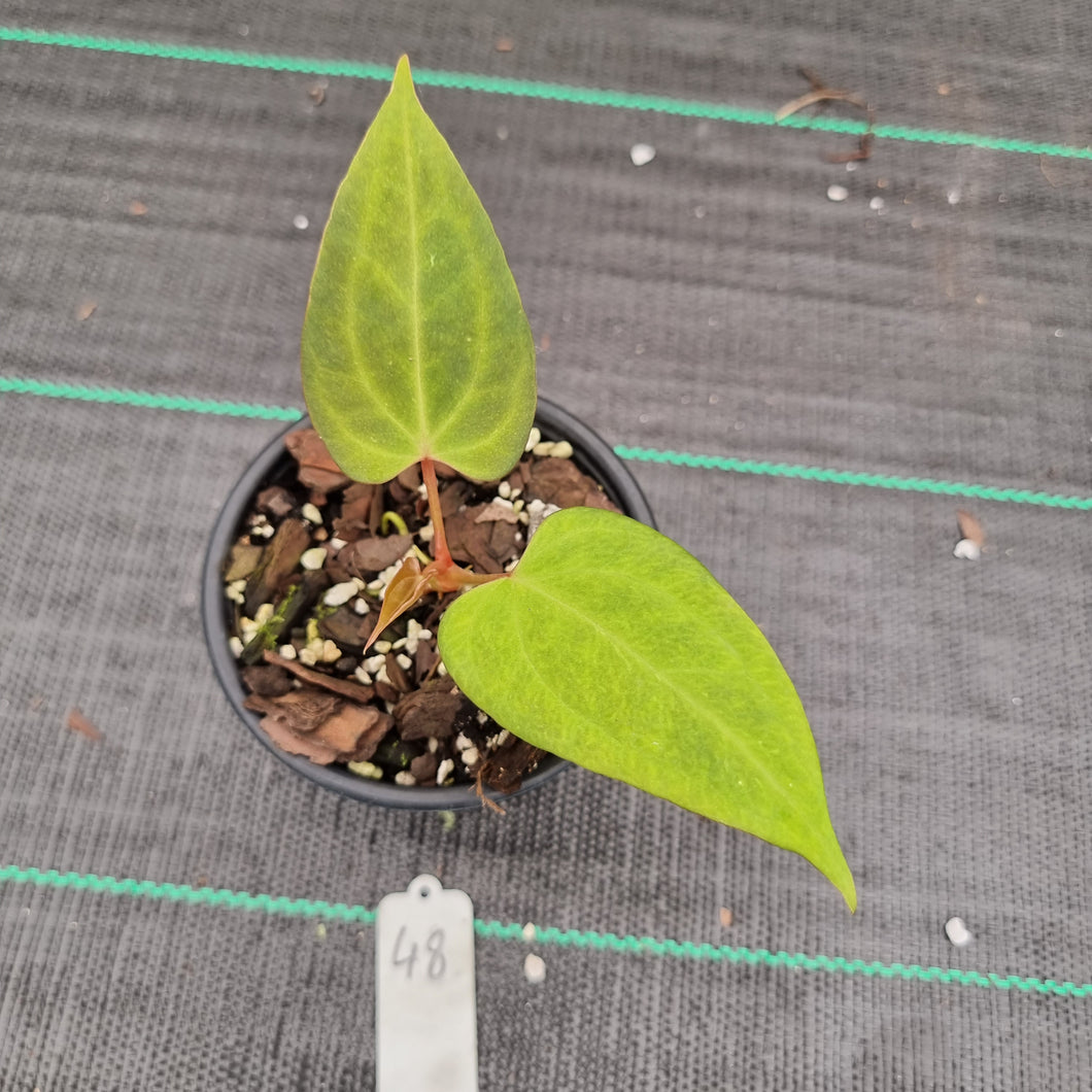 #48 A. Black Sensation x (most likely Luxurians x Crystallinum)