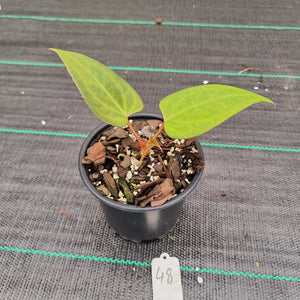 #48 A. Black Sensation x (most likely Luxurians x Crystallinum)
