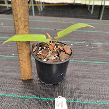 Load image into Gallery viewer, #48 A. Black Sensation x (most likely Luxurians x Crystallinum)