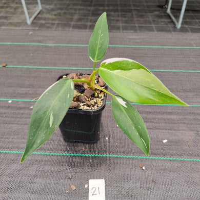 #21 Philodendron White Princess
