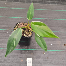 Load image into Gallery viewer, #21 Philodendron White Princess
