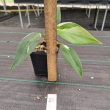 Load image into Gallery viewer, #21 Philodendron White Princess