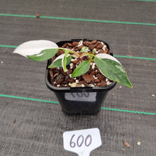 Load image into Gallery viewer, #600 Philodendron White Princess
