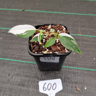 #600 Philodendron White Princess