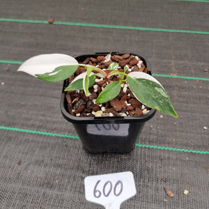 #600 Philodendron White Princess