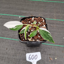 Load image into Gallery viewer, #600 Philodendron White Princess