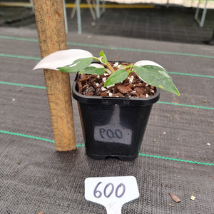 #600 Philodendron White Princess