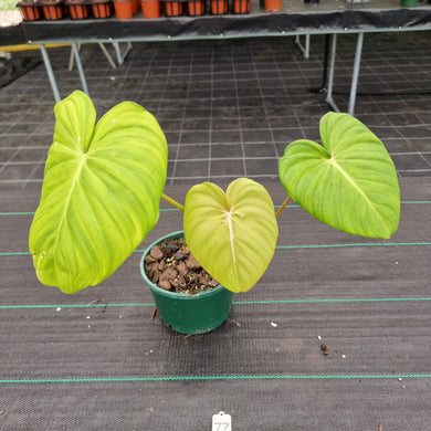 #77 Philodendron Dean McDowell
