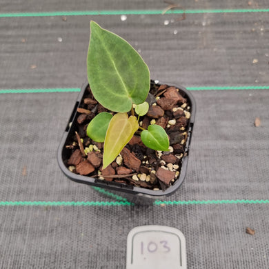 #103 Dark Anthurium Complex hybrid