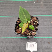 Load image into Gallery viewer, #103 Dark Anthurium Complex hybrid