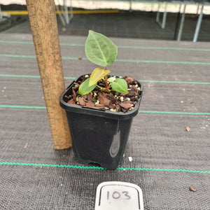 #103 Dark Anthurium Complex hybrid