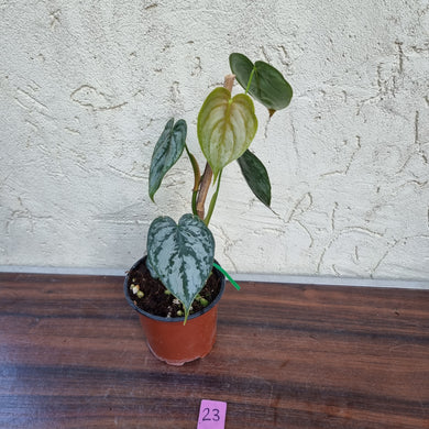 #23 Philodendron Brandtianum